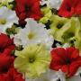 Seminte profesionale Petunia grandiflora- Petunia de gradina - imagine 48955